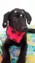 Rubi