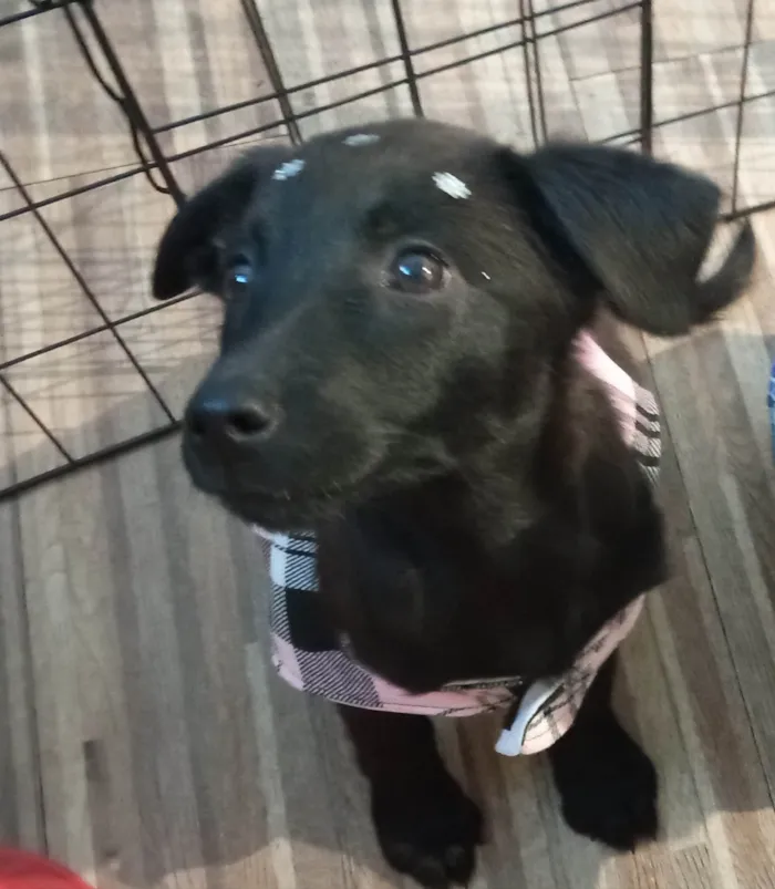 Cachorro ra a SRD-ViraLata idade 2 a 6 meses nome Rubi