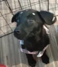 Rubi