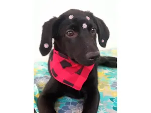 Cachorro raça SRD-ViraLata idade 2 a 6 meses nome Rubi