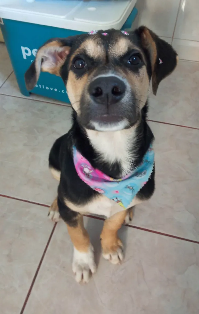 Cachorro ra a SRD-ViraLata idade 2 a 6 meses nome Zoe