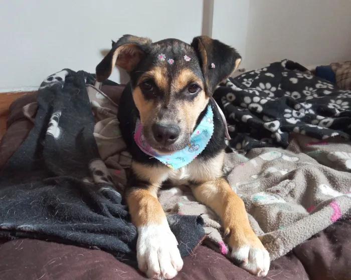 Cachorro ra a SRD-ViraLata idade 2 a 6 meses nome Zoe