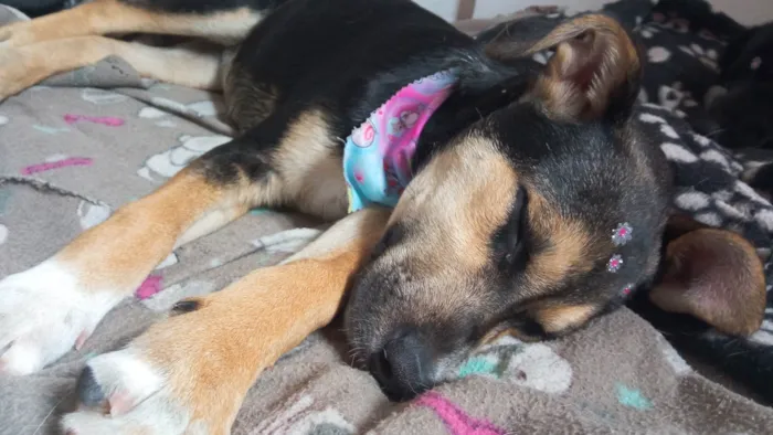 Cachorro ra a SRD-ViraLata idade 2 a 6 meses nome Zoe
