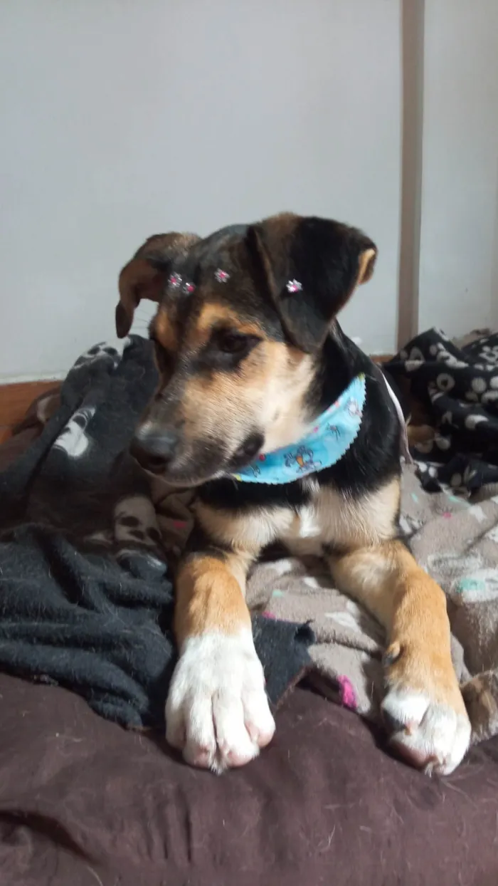 Cachorro ra a SRD-ViraLata idade 2 a 6 meses nome Zoe