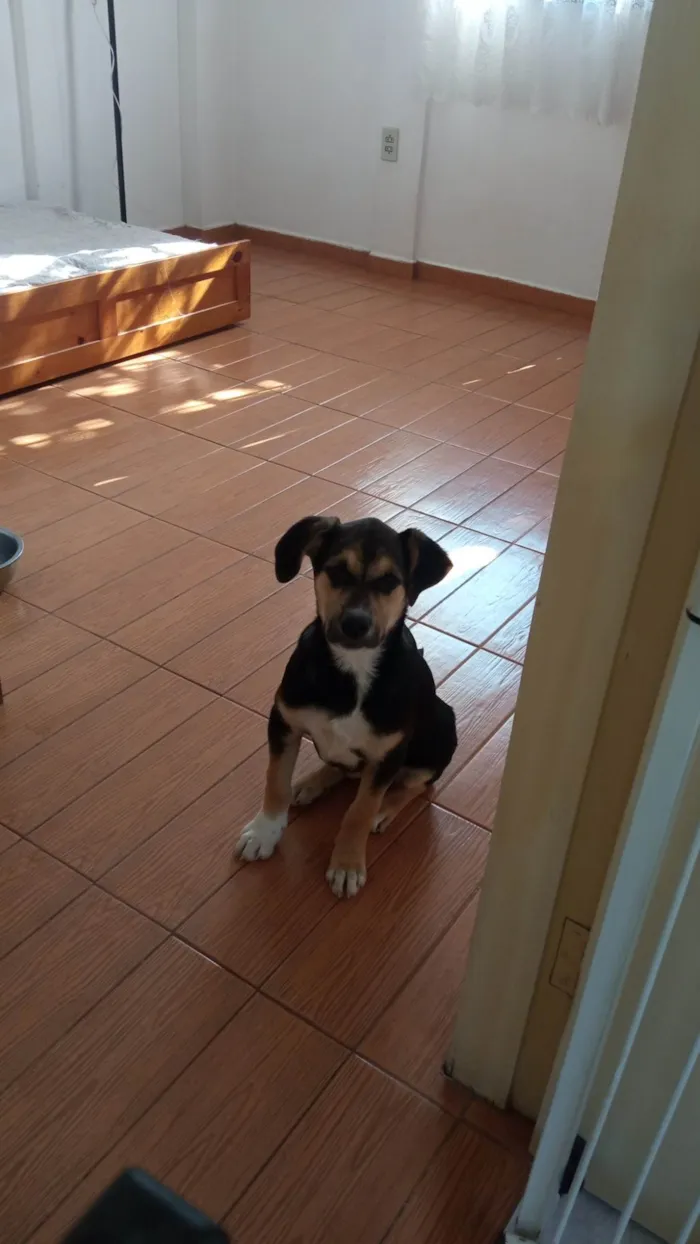 Cachorro ra a SRD-ViraLata idade 2 a 6 meses nome Zoe