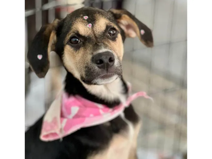 Cachorro ra a SRD-ViraLata idade 2 a 6 meses nome Zoe