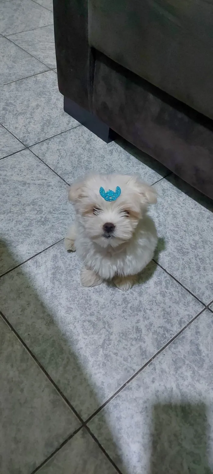 Cachorro ra a Maltês idade 2 a 6 meses nome Flokinho