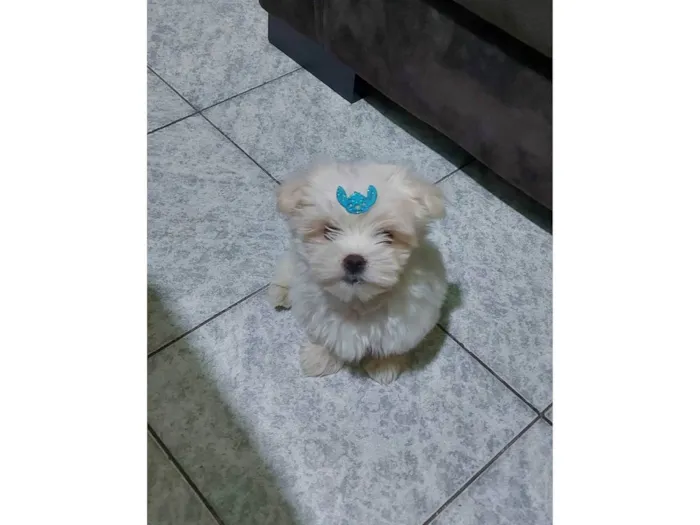 Cachorro ra a Maltês idade 2 a 6 meses nome Flokinho
