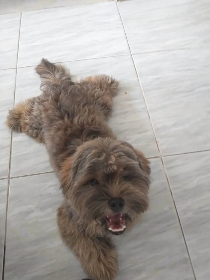 Cachorro ra a Shitzu idade 7 a 11 meses nome Pingo