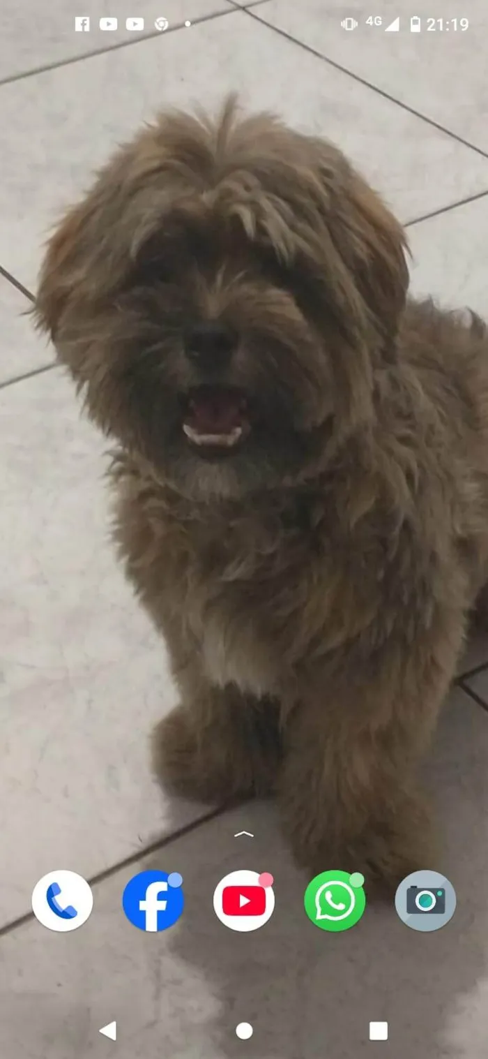 Cachorro ra a Shitzu idade 7 a 11 meses nome Pingo