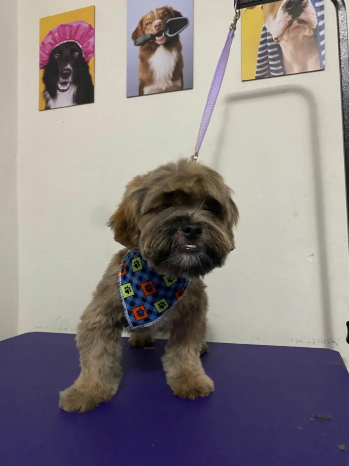 Cachorro ra a Shitzu idade 7 a 11 meses nome Pingo
