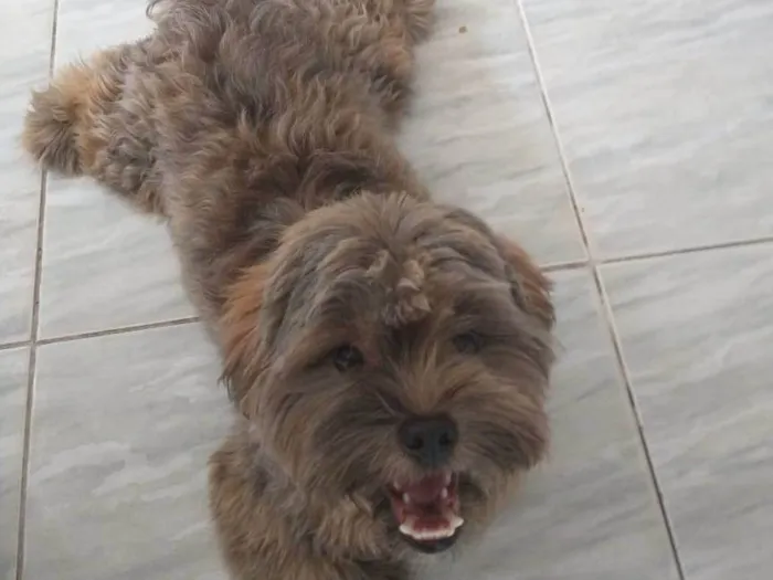 Cachorro ra a Shitzu idade 7 a 11 meses nome Pingo