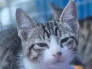 Gato raça SRD-ViraLata idade 2 a 6 meses nome LENA TIGRADA