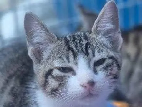 Gato ra a SRD-ViraLata idade 2 a 6 meses nome LENA TIGRADA