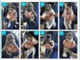 Cachorrinhos