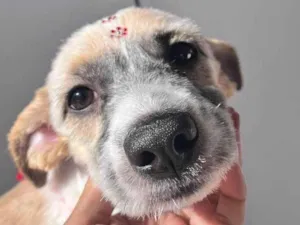 Cachorro raça SRD-ViraLata idade 2 a 6 meses nome Falar com Nathasha - Whats 11 95341-2039