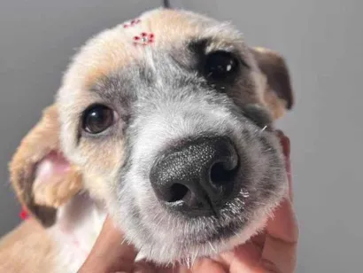 Cachorro raça SRD-ViraLata idade 2 a 6 meses nome Falar com Nathasha - Whats 11 95341-2039