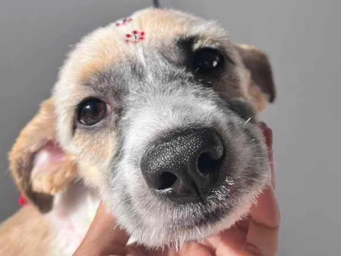 Cachorro ra a SRD-ViraLata idade 2 a 6 meses nome Falar com Nathasha - Whats 11 95341-2039