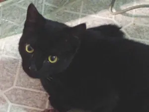 Gato raça SRD-ViraLata idade 2 a 6 meses nome Falar com Fabiana - Whats 11 97703-1136