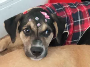 Cachorro raça SRD-ViraLata idade 2 a 6 meses nome Zoe