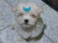 Flokinho