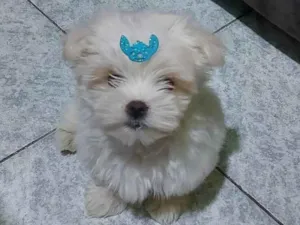 Cachorro raça Maltês idade 2 a 6 meses nome Flokinho