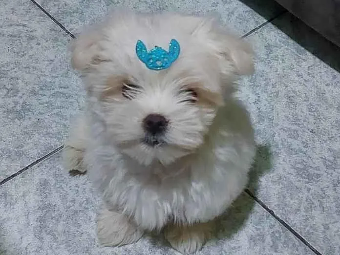 Cachorro ra a Maltês idade 2 a 6 meses nome Flokinho