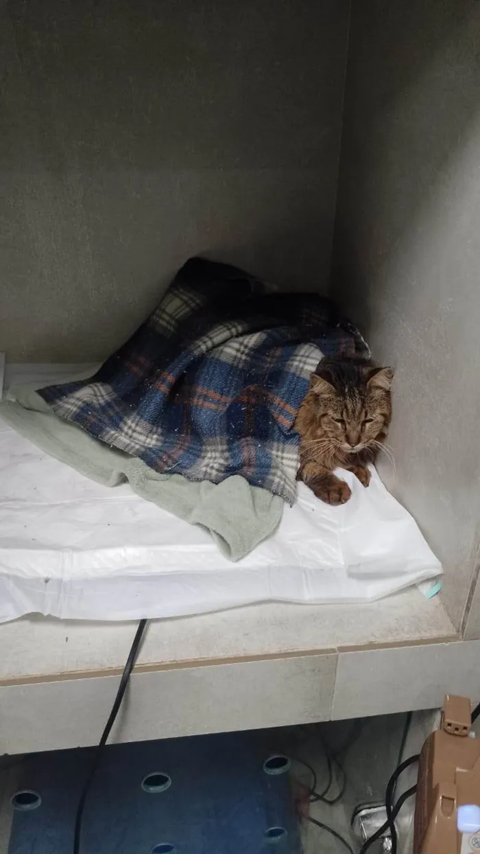 Gato ra a Angorá idade 6 ou mais anos nome Fênix