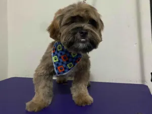 Cachorro raça Shitzu idade 7 a 11 meses nome Pingo