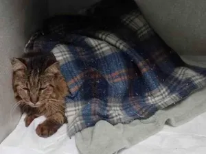 Gato raça Angorá idade 6 ou mais anos nome Fênix