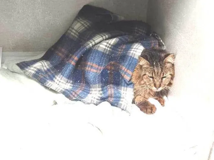 Gato ra a Angorá idade 6 ou mais anos nome Fênix