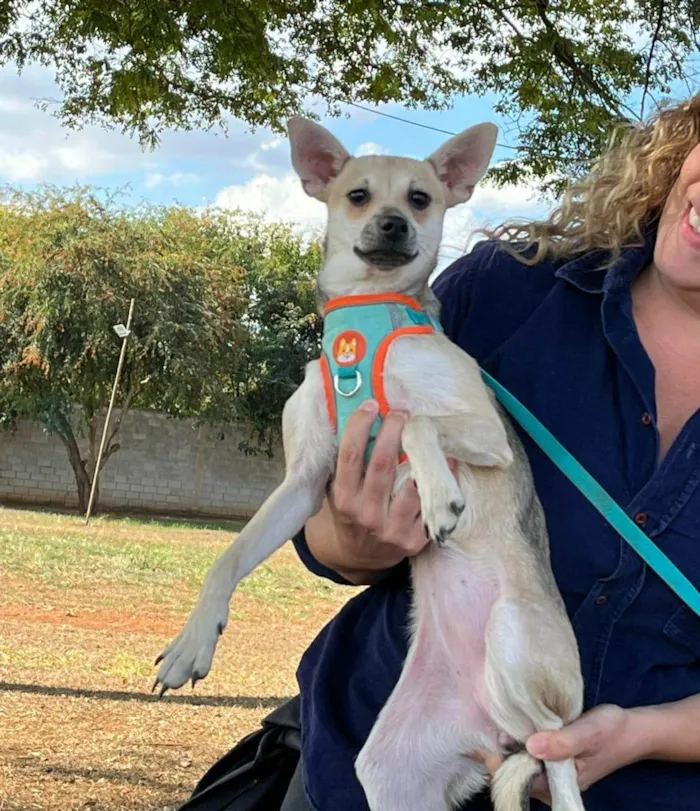 Cachorro ra a SRD-ViraLata idade 7 a 11 meses nome Pitita