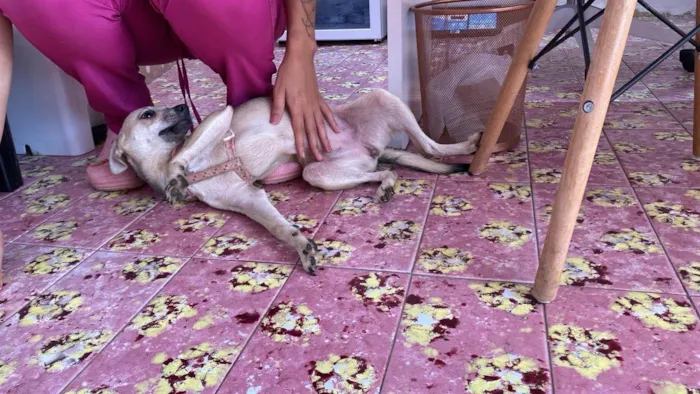 Cachorro ra a SRD-ViraLata idade 7 a 11 meses nome Pitita