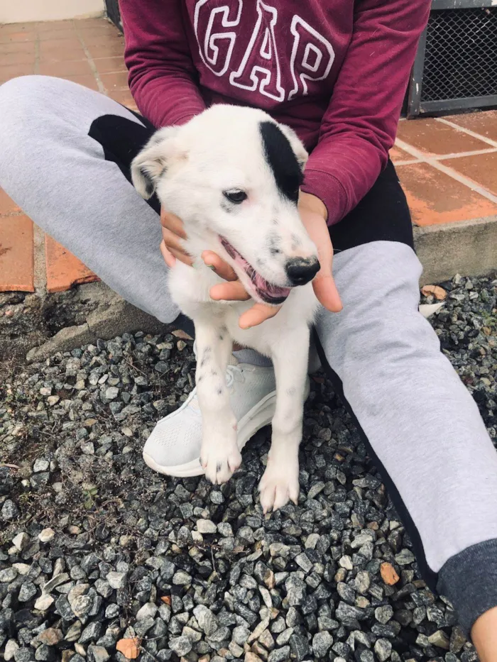 Cachorro ra a SRD-ViraLata idade 2 a 6 meses nome John Wick