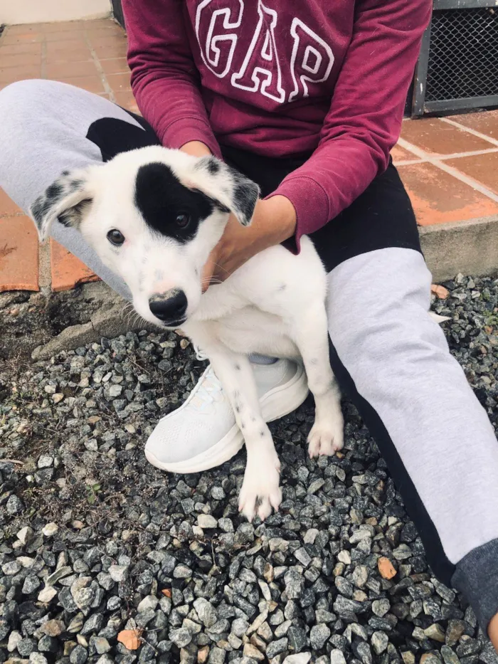 Cachorro ra a SRD-ViraLata idade 2 a 6 meses nome John Wick
