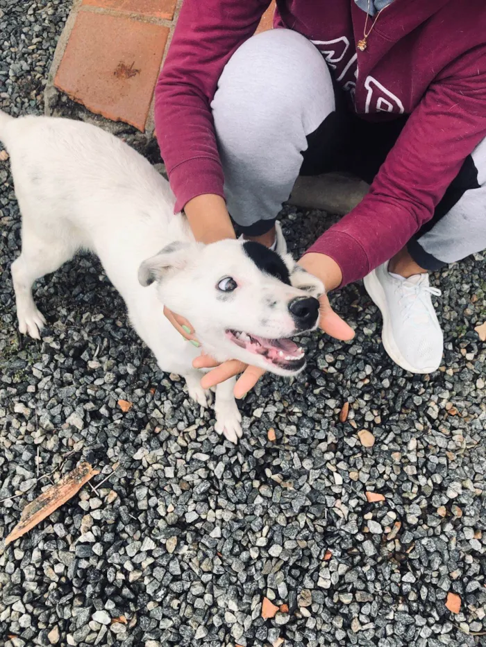 Cachorro ra a SRD-ViraLata idade 2 a 6 meses nome John Wick