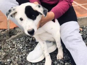 Cachorro raça SRD-ViraLata idade 2 a 6 meses nome John Wick