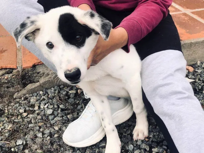 Cachorro ra a SRD-ViraLata idade 2 a 6 meses nome John Wick