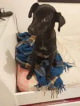 Zé(zinho)
