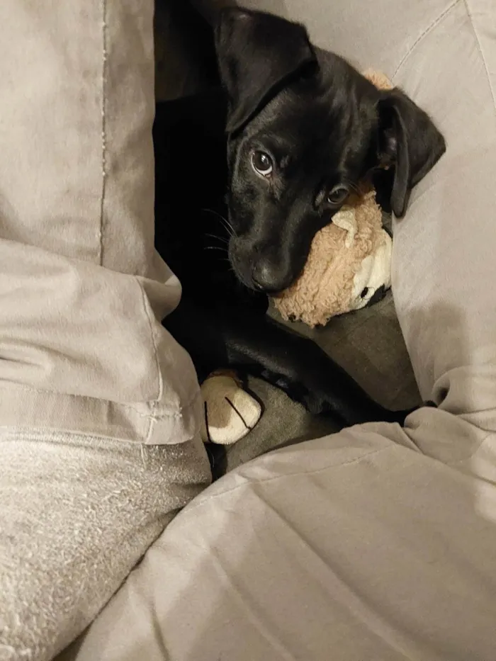 Cachorro ra a SRD-ViraLata idade 2 a 6 meses nome Zé(zinho)