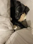 Zé(zinho)