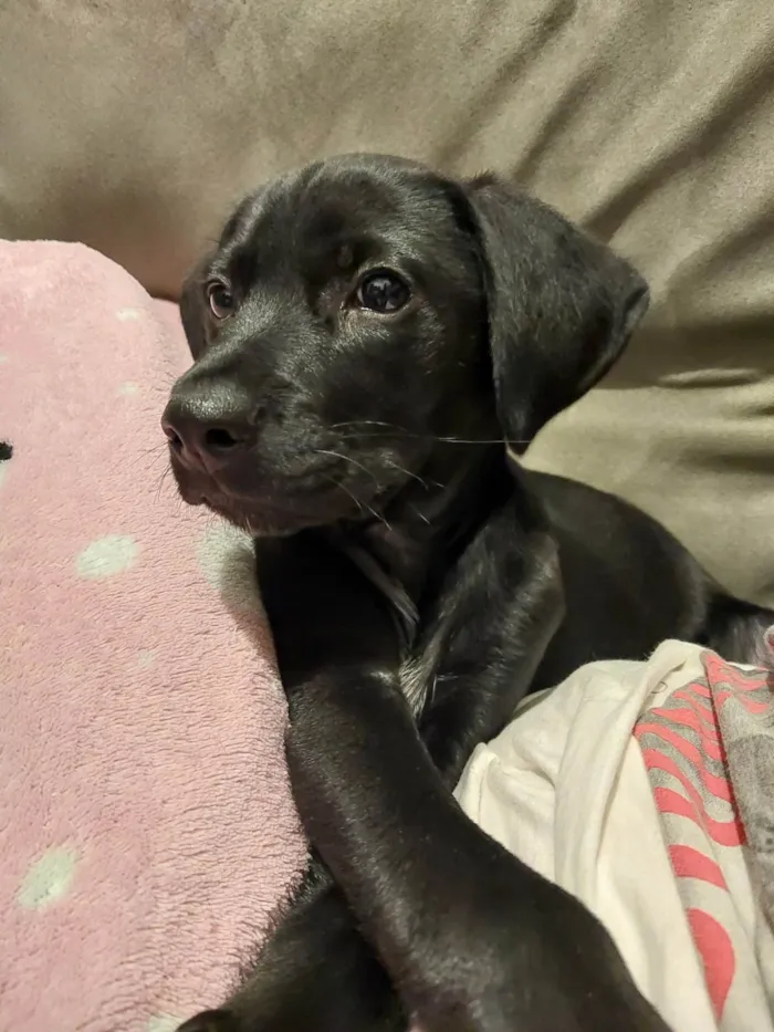 Cachorro ra a SRD-ViraLata idade 2 a 6 meses nome Zé(zinho)