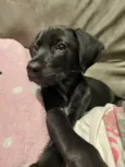 Zé(zinho)