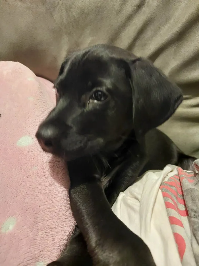 Cachorro ra a SRD-ViraLata idade 2 a 6 meses nome Zé(zinho)
