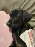 Zé(zinho)