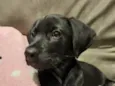 Zé(zinho)