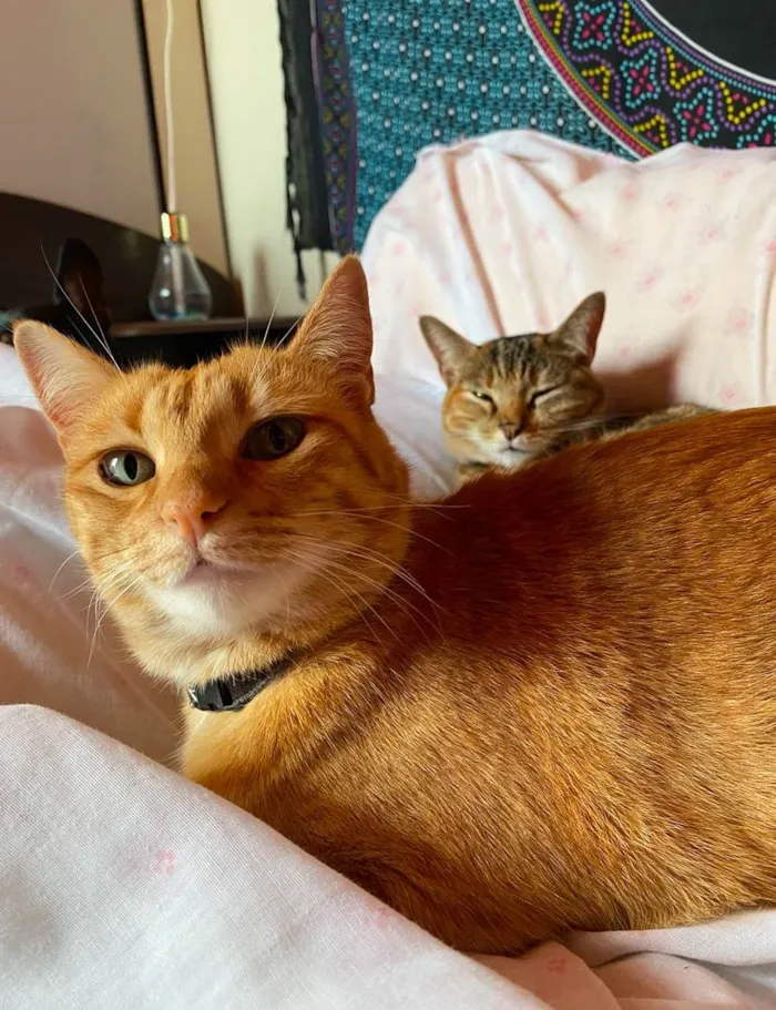 Gato ra a SRD-ViraLata idade 5 anos nome Sol