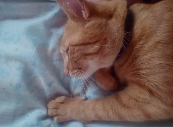 Gato ra a SRD-ViraLata idade 5 anos nome Sol