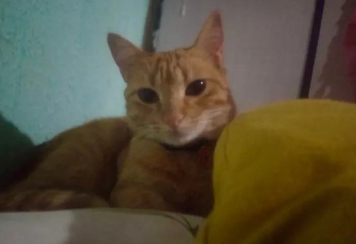 Gato ra a SRD-ViraLata idade 5 anos nome Sol