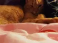 Sol
